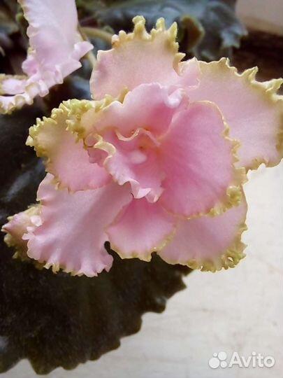 Сортовые фиалки цветущие