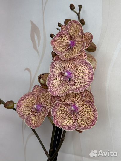 Орхидея фаленопсис
