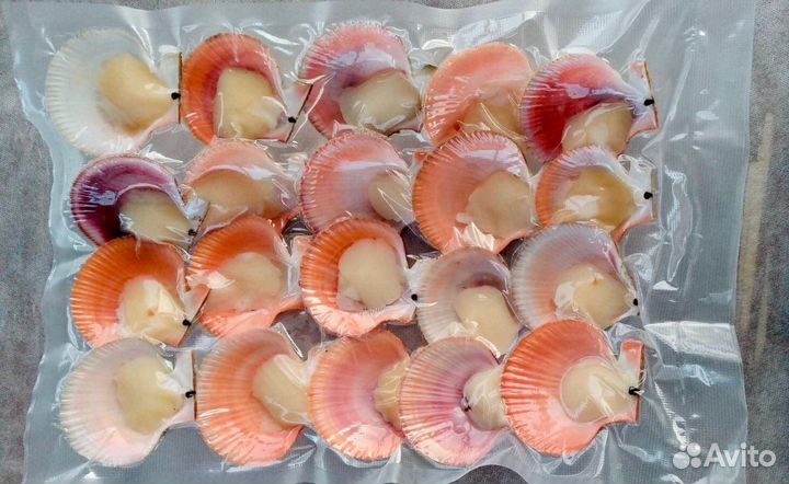 Морской гребешок