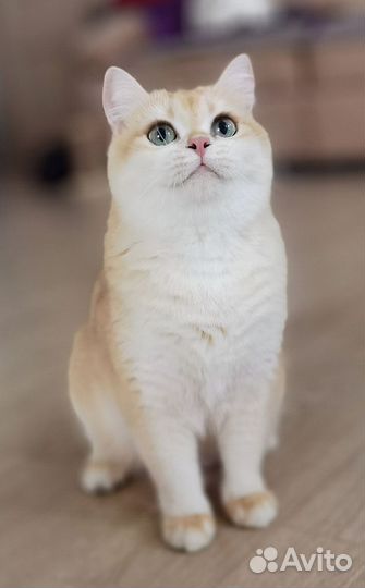 Британская золотая шиншилла ny12 не для разведения