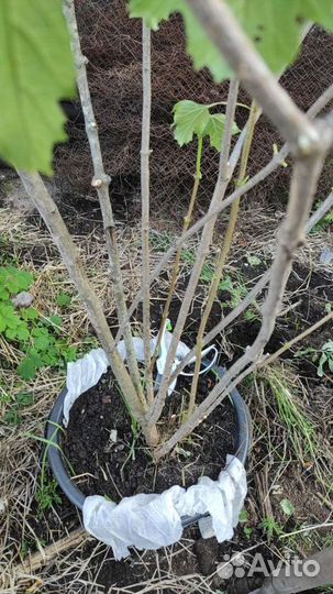 Калина взрослый куст 7 летка в 40 л контейнере