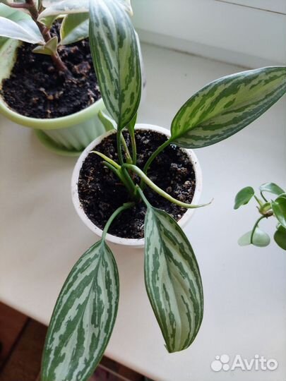 Аглаонема квин