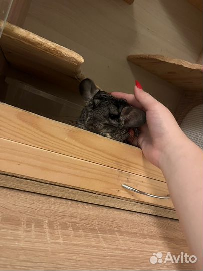 Шиншилла с витринной