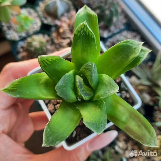 Суккуленты в ассортименте