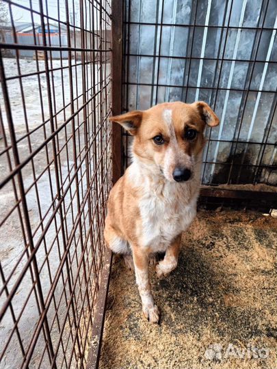 Собака в добрые руки отдам бесплатно