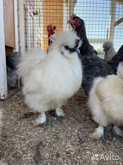 Молодые петушки китайской шелковой