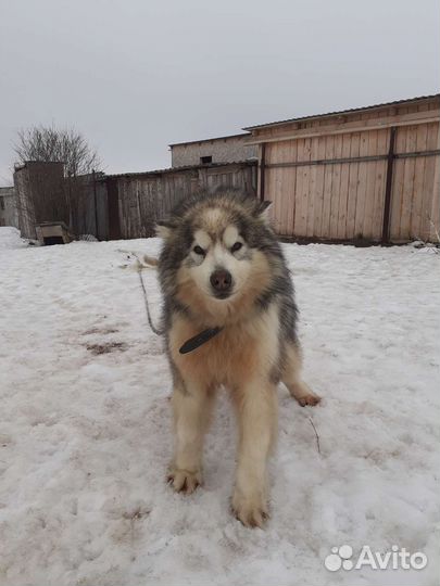 Аляскинский маламут бесплатно