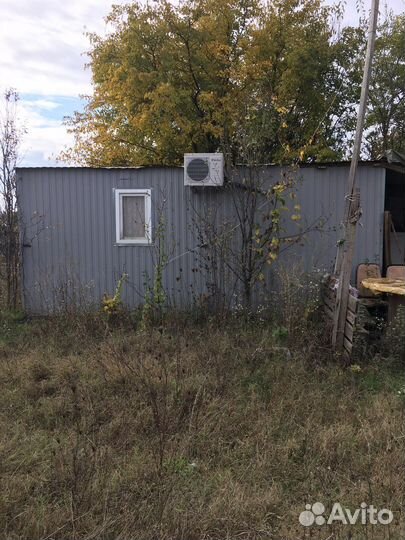 Пчелы
