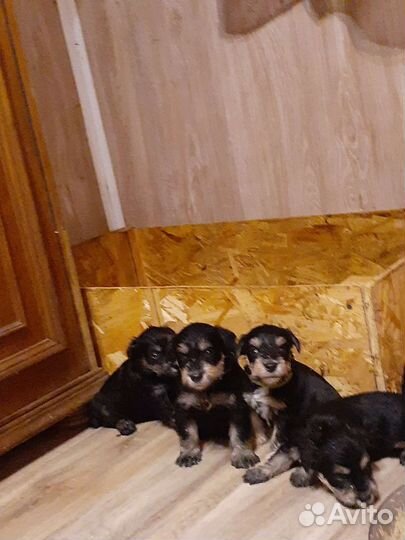 Цвергшнауцер черный с серебром