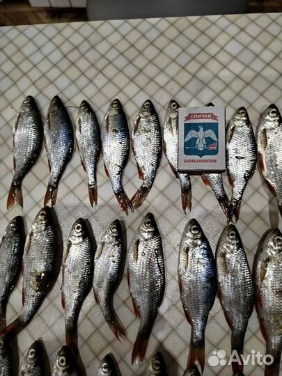 Корм для рептилий. Рыбка