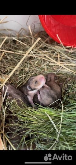 Сирийский хомяк малыши