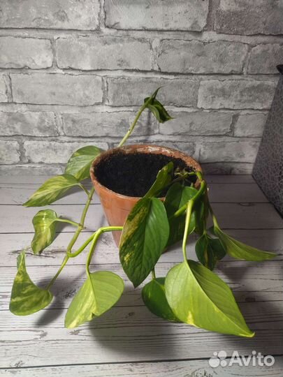 Сциндапсус