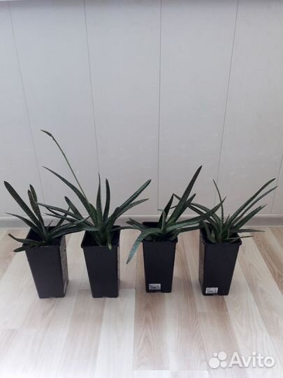 Гастерия Бородавчатая