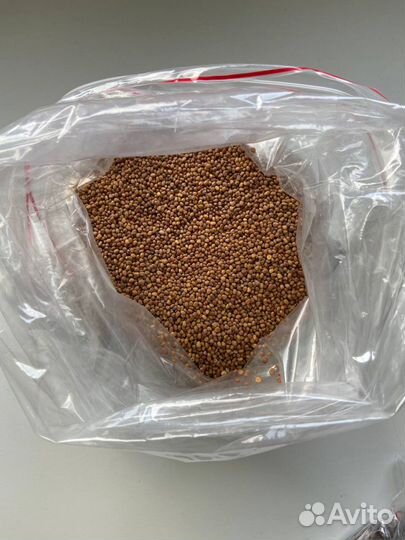 Семена для выращивания микрозелени и проростков