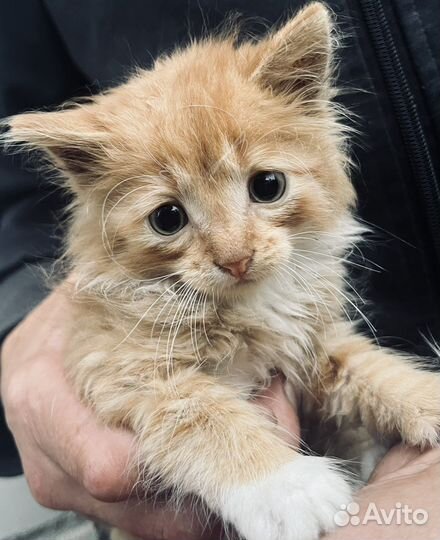 Котята мейкун