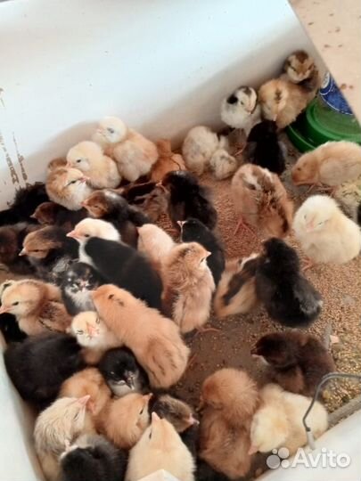 Цыплята несушки месячные