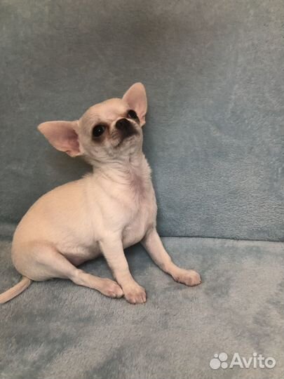 Щенки чихуахуа