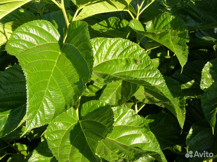 Саженцы шелковицы (тутовника)