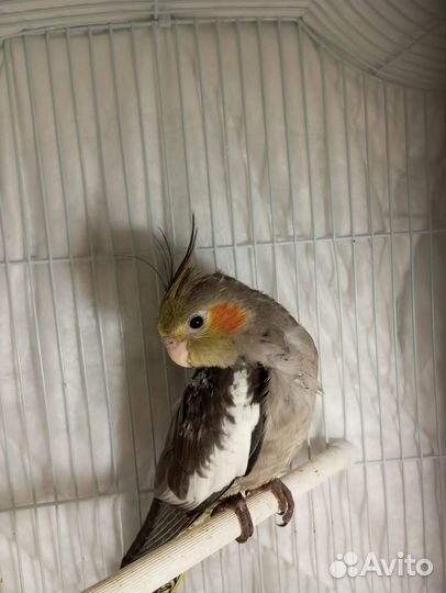 Попугай корелла, птенцы от 2-х месяцев,мальчишки