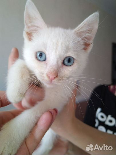 Белые котята бесплатно