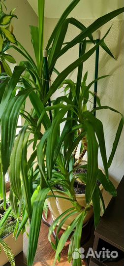 Цветы комнатные в горшках