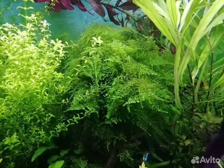 Аквариумные растения