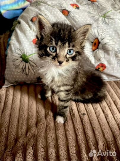 Кошка в дар бесплатно