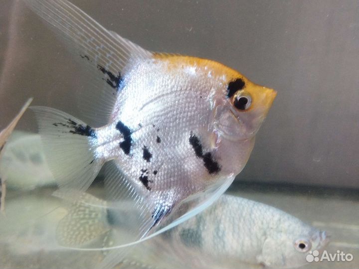 Гурами, скаляр