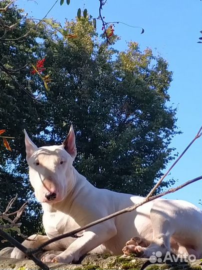 Бультерьер вязка