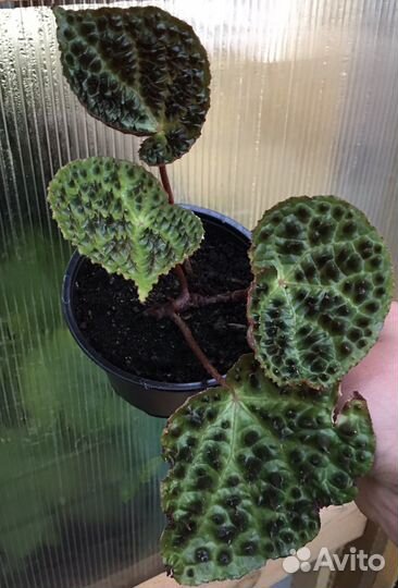 Комнатные растения