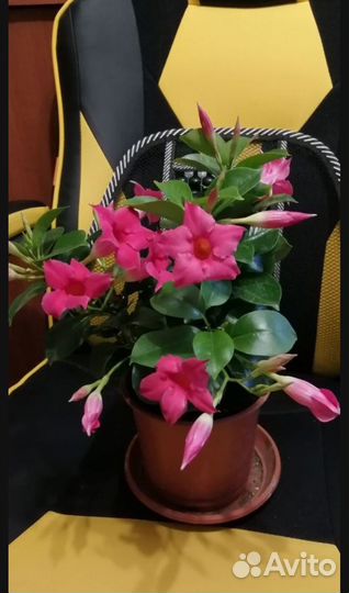 Дипладения