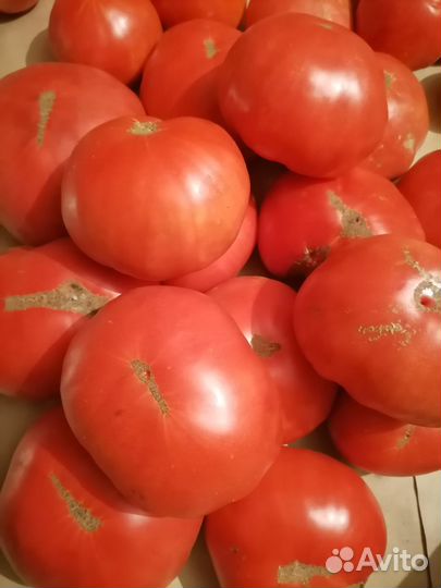 Помидоры и огурцы домашние