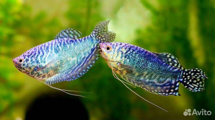 Аквариумные рыбки