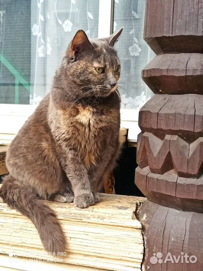 Кошка малышка