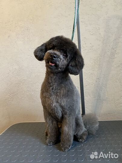 Груминг - стрижка собак и кошек