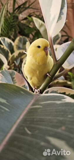 Выстовочный волнистый попугай Чех