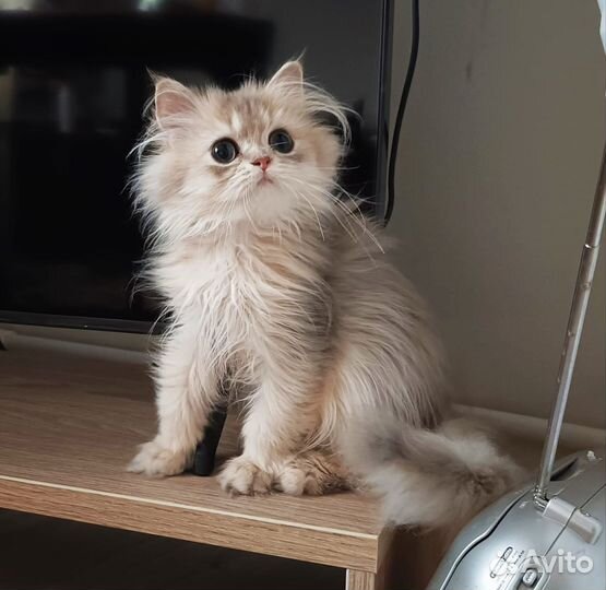 Розовый фламинго
