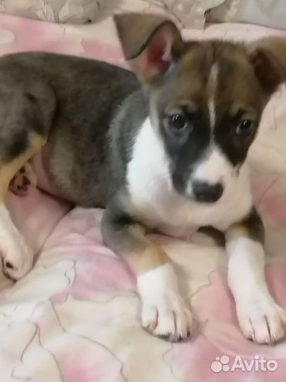 Щенок мальчик в самые добрые руки