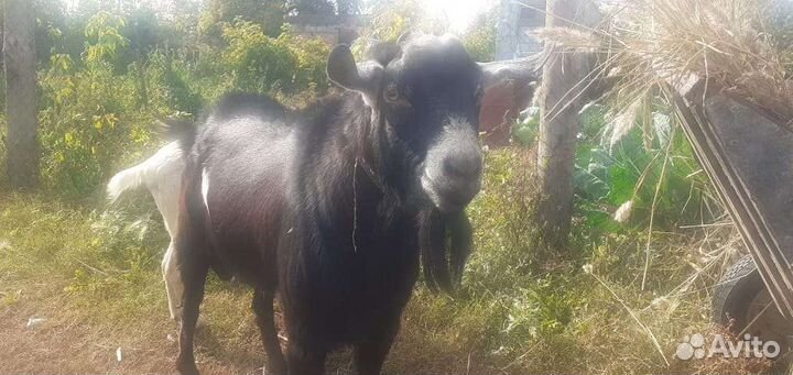 Нубийский козел