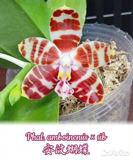 Фаленопсис amboinensis - растет цветонос