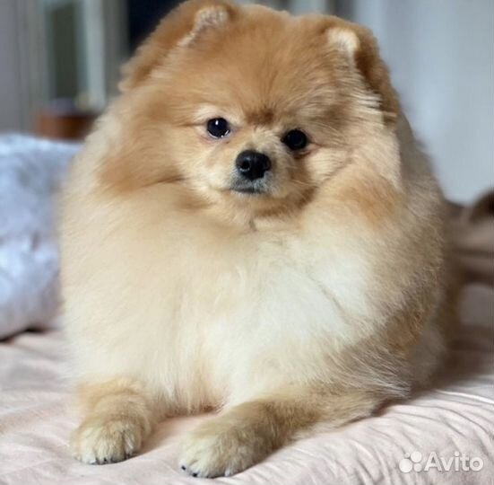 Померанский шпиц вязка кобель