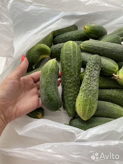 Огурцы средние 3 кг