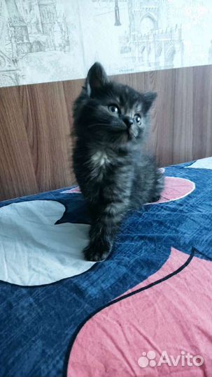 Котенок мальчик