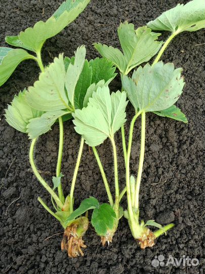 Рассада усики виктории для посадки