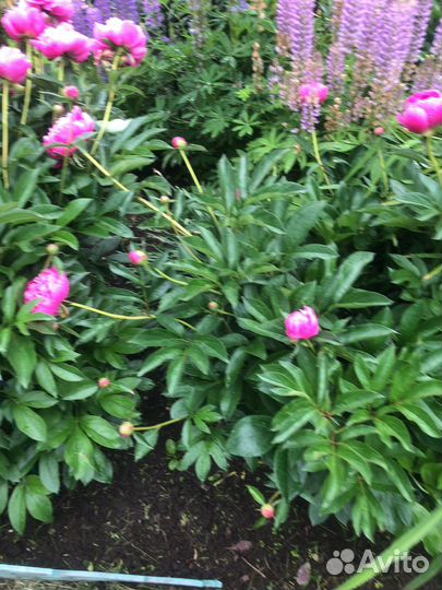 Хоста,пионы,лилейник