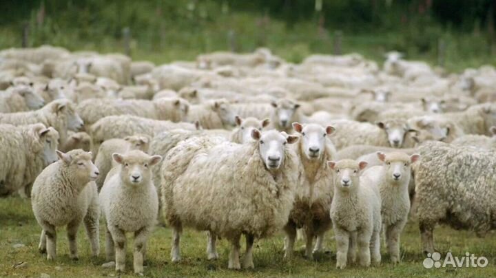Овцы бараны