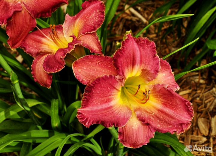 Лилейник бордовый