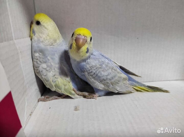 Попугай волнистых радужный