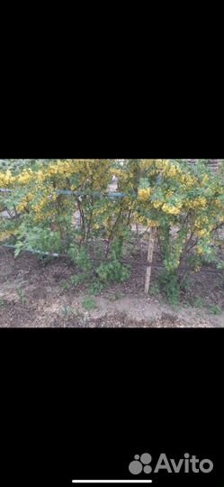 Смородина гибрид