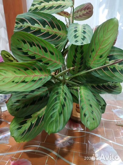 Маранта триколор